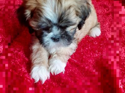 Zdjęcie - Lhasa aps…